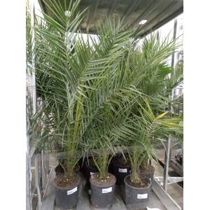 Phoenix canariensis