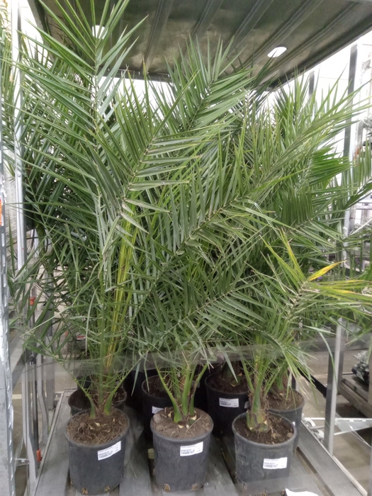 <h4>Phoenix canariensis</h4>