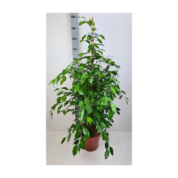 <h4>Ficus Exotica</h4>
