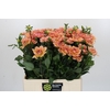 Dahlia Yvonne Geerlings