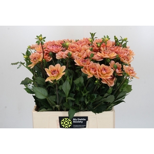 Dahlia Yvonne Geerlings