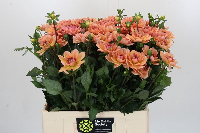 <h4>Dahlia Yvonne Geerlings</h4>