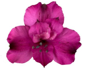 <h4>Alstr Bonita Purple 60cm EC</h4>