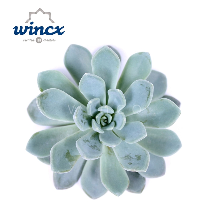 Echeveria Elegance Cutflower Wincx-8cm