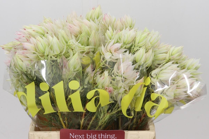 <h4>Blushing Bride 4/6 Flowers</h4>
