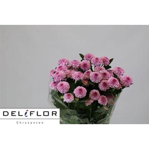 Chr T Sugarbunny New