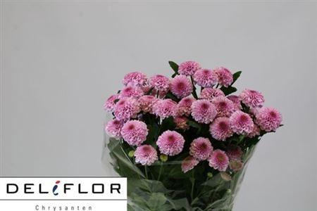 <h4>Chr T Sugarbunny New</h4>