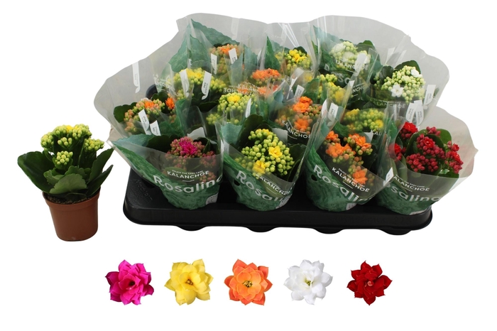 <h4>KAL GE RO GEM 5 KL</h4>