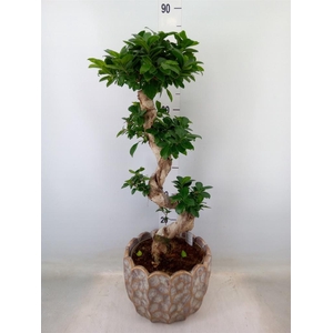 Ficus microcarpa 'Ginseng'