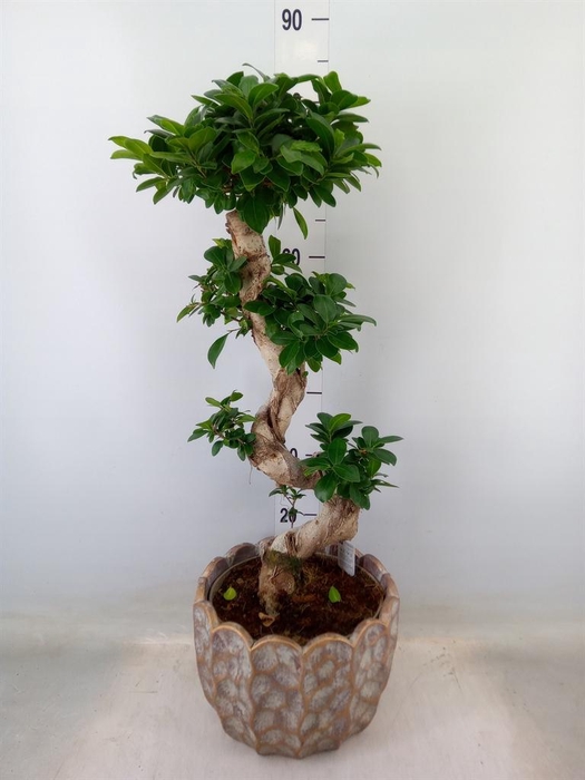 <h4>Ficus microcarpa 'Ginseng'</h4>