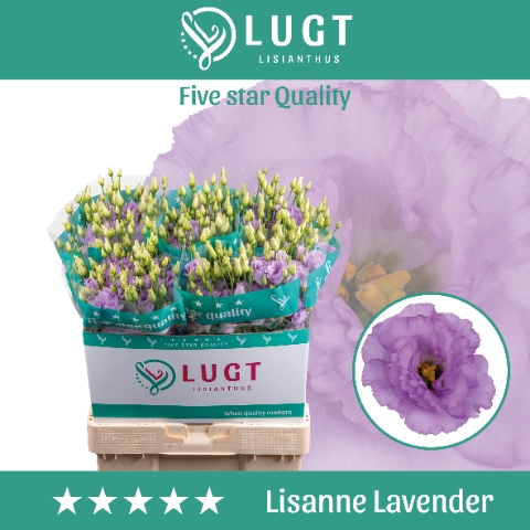 <h4>Lisianthus Lisanne Lavendel</h4>