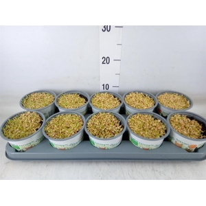 Hordeum sp.   ...kattegras zaai