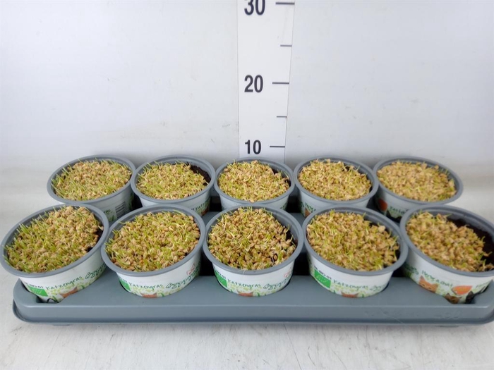 <h4>Hordeum sp.   ...kattegras zaai</h4>