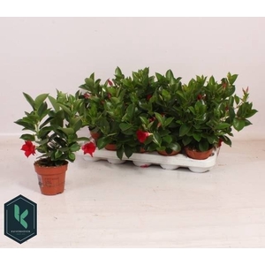 MANDE RIO DEEP RED
