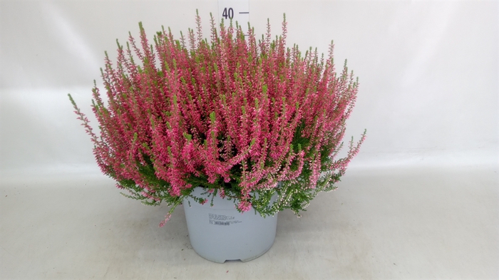 <h4>Calluna vulg. 'Beauty L Sylke'</h4>