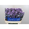 Aster Cassandra