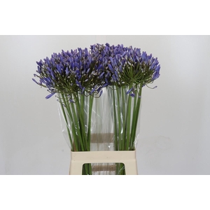 Agapanthus Blue Heaven