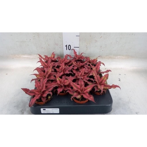 Cryptanthus bivittatus 'Red Star'