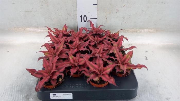 <h4>Cryptanthus bivittatus 'Red Star'</h4>