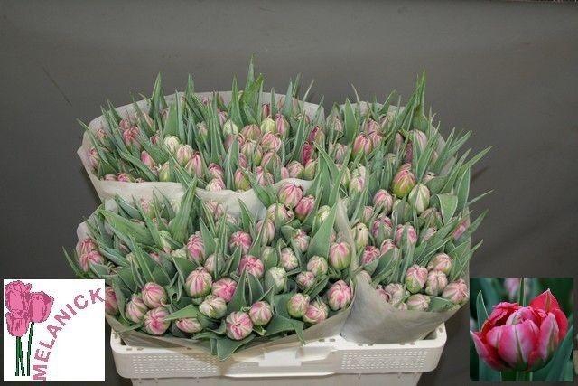 <h4>Tu Du Flash Point</h4>