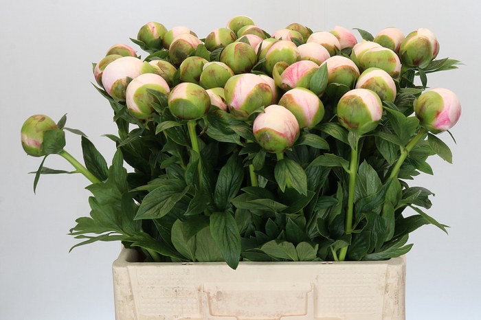 <h4>Paeonia Colonel Owen Cousins</h4>