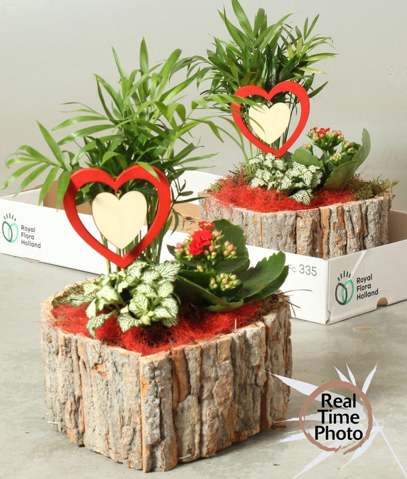 <h4>ARR KAMERPL</h4>