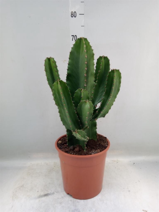 <h4>Euphorbia ingens</h4>