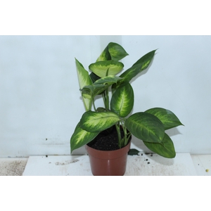 DIEFFENBACHIA TROPIC MARIANA P17