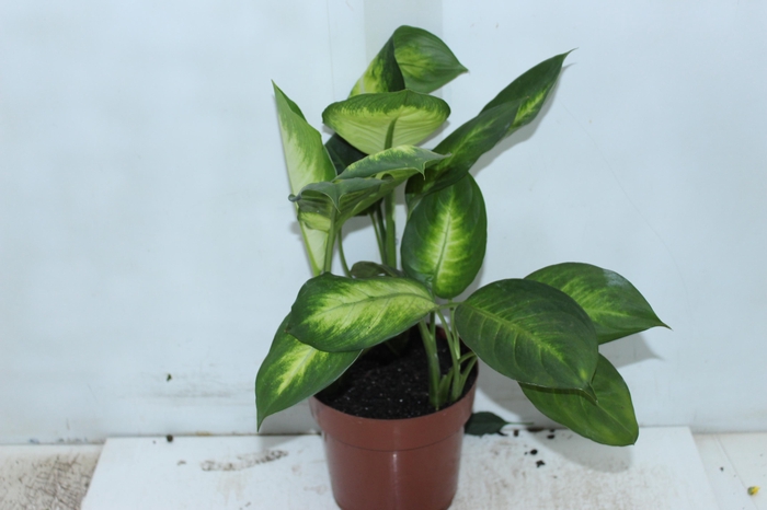 <h4>DIEFFENBACHIA TROPIC MARIANA P17</h4>