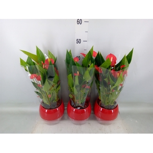 Anthurium andr. 'Mill Flowers Red'