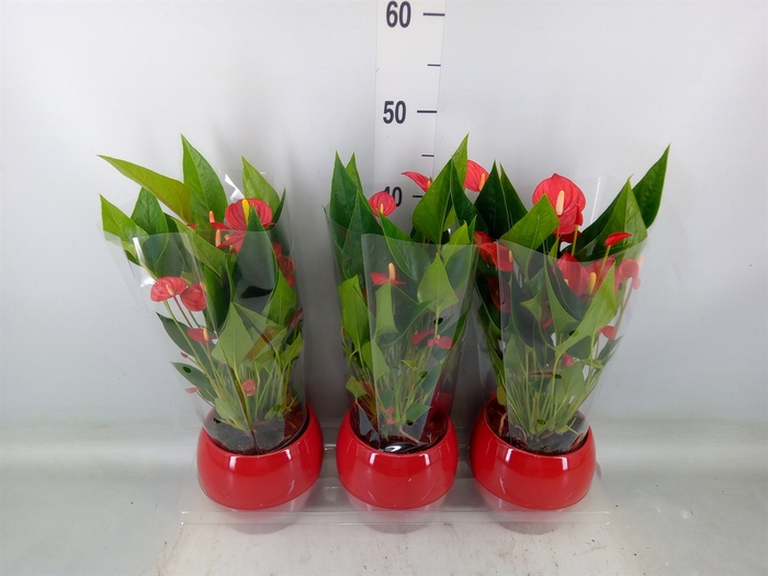 <h4>Anthurium andr. 'Mill Flowers Red'</h4>