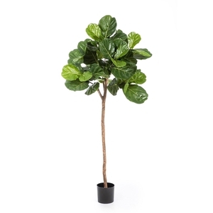 Ficus Lyrata on stem PP550066GRN