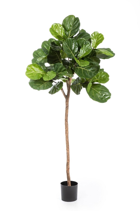 <h4>Ficus Lyrata on stem PP550066GRN</h4>