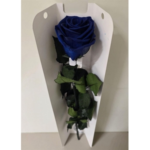 Ro Pres Stem 50cm Blue