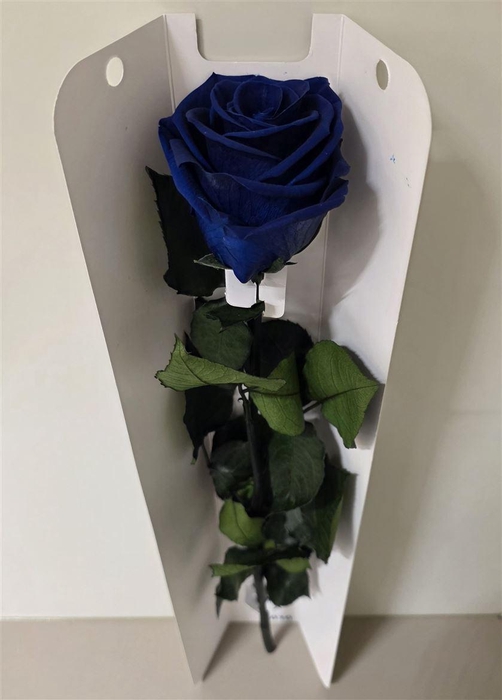 <h4>Ro Pres Stem 50cm Blue</h4>