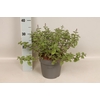 vaste planten 19 cm  Nepeta Purssian Blue