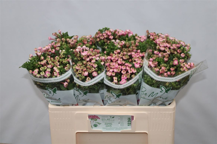 Bouvardia Double Diamond Darkpink