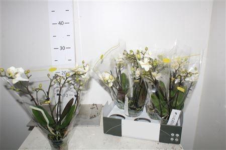<h4>Phal Mf Theathro Wit 4 Branches 20+</h4>