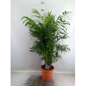 Chamaedorea elegans