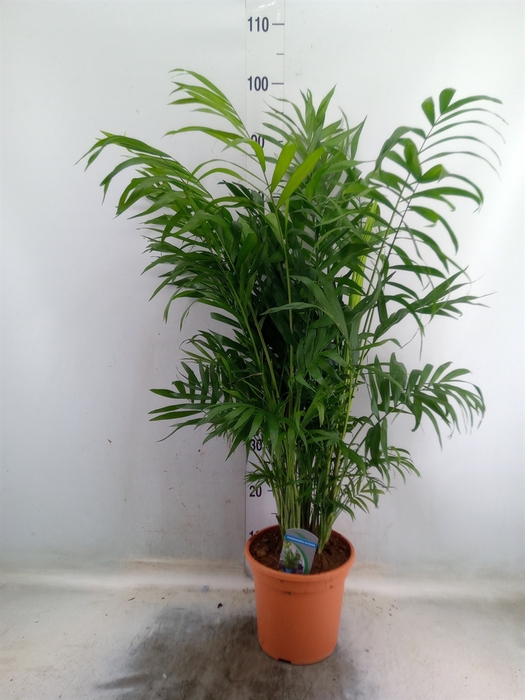 <h4>Chamaedorea elegans</h4>