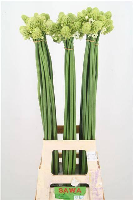 <h4>Ornit Saundersiae</h4>