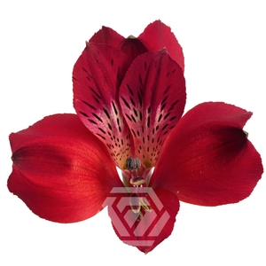 ALSTR RED QUEEN 60CM Tessa