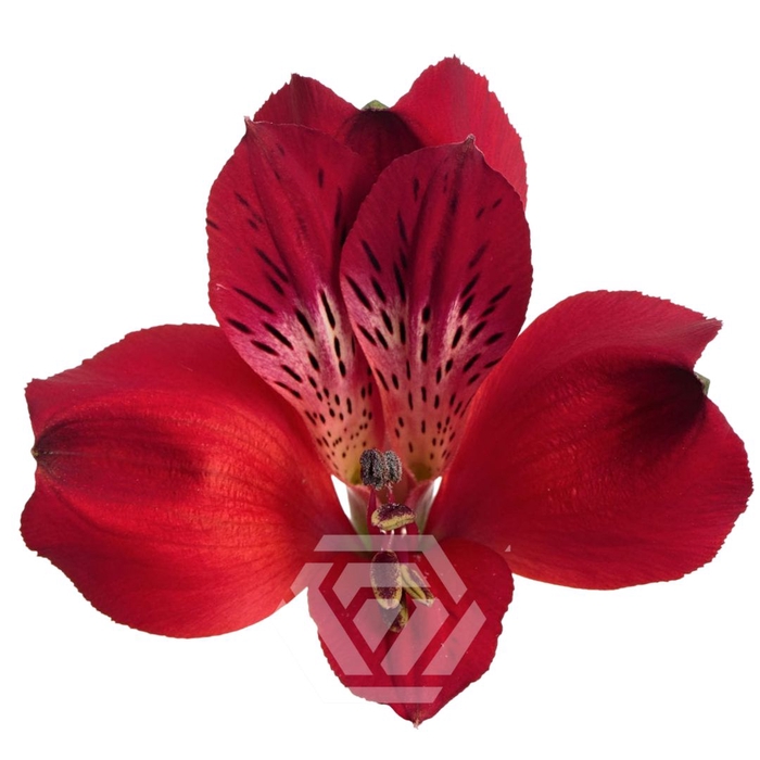 <h4>ALSTR RED QUEEN Tessa</h4>