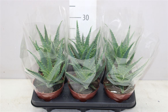 Aloe Arborescens