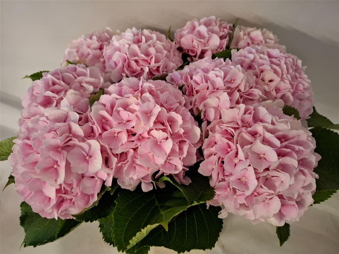<h4>Hydr M Ch Verena</h4>