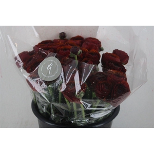 Ran Cloni Sup Brownie