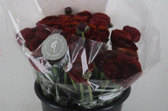 <h4>Ran Cloni Sup Brownie</h4>