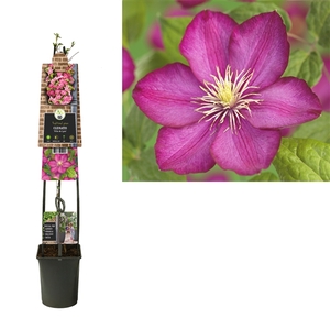 Clematis 'Ville de Lyon' +3.0 label