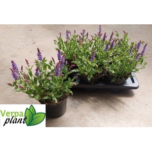 SALVIA NE BLAUHUEGEL