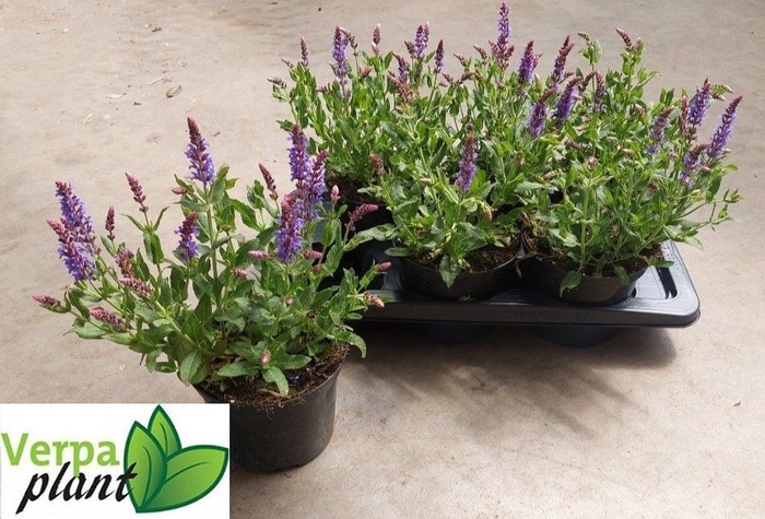 <h4>SALVIA NE BLAUHUEGEL</h4>